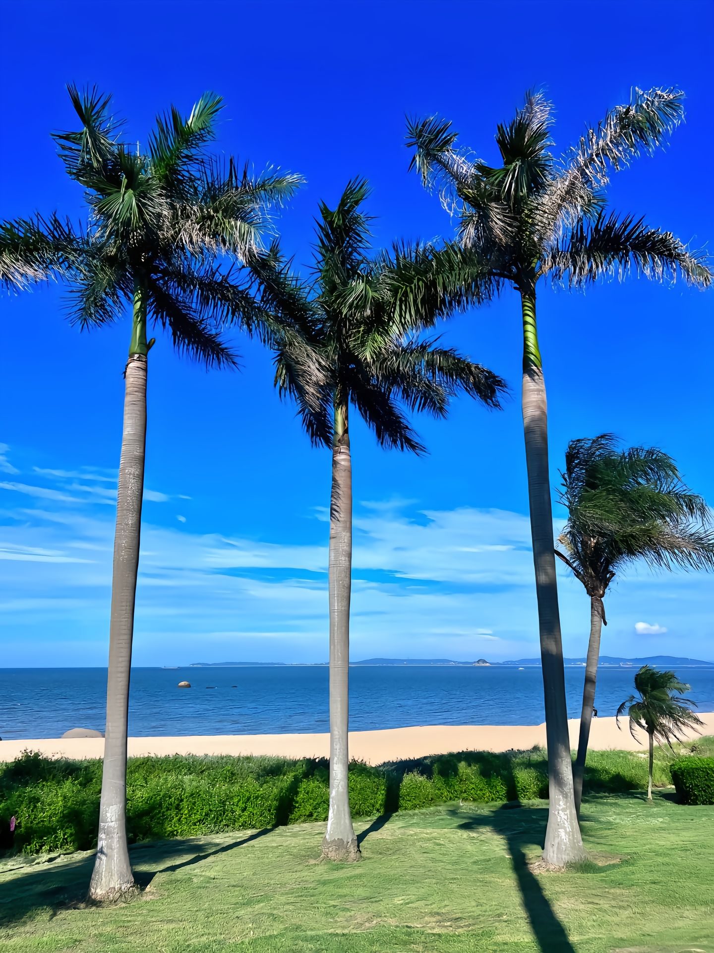 Palm trees along the coast road in Xiamen under a blue sky
