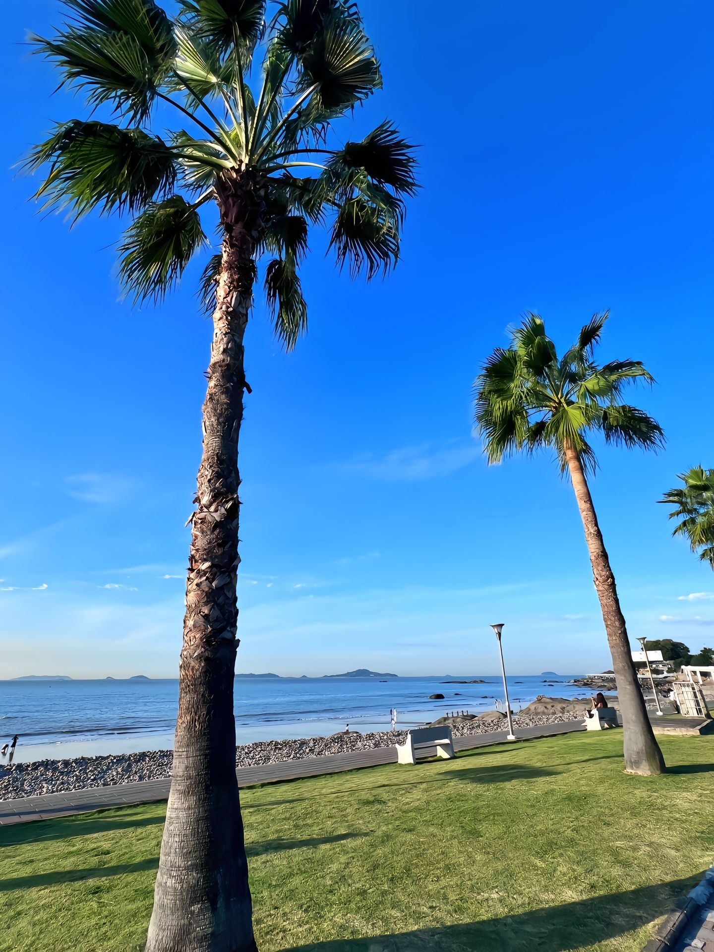 Palm trees against a blue sky on the Xiamen seafront